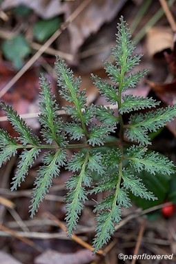 Highly dissected tropophore (leaf)